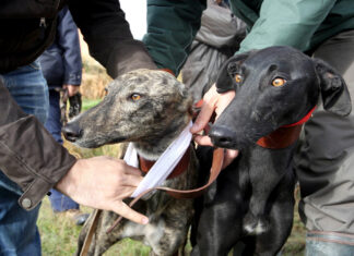 Imagen de archivo de dos ejemplares de galgo. / ICAL