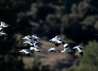 Talleres y actividades en el día de las aves migratorias en Castilla y León Día Mundial de las Aves Migratorias