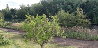 El-vial-junto-río-Carrión-inicia-'su-camino'-Palencia-a