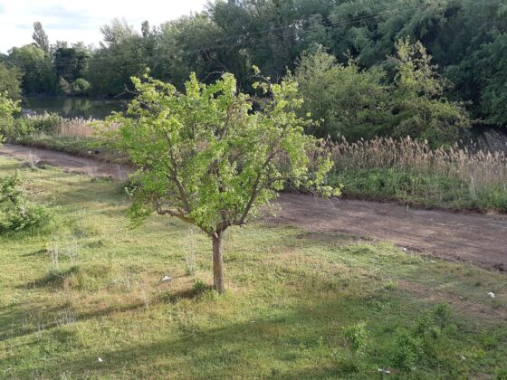 El-vial-junto-r&iacute;o-Carri&oacute;n-inicia-'su-camino'-Palencia-a