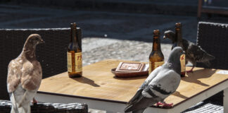 última ronda terrazas covid palencia
