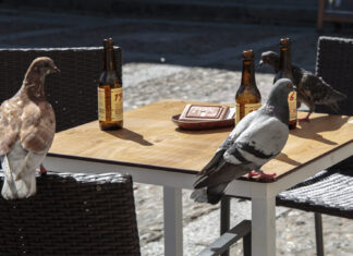última ronda terrazas covid palencia