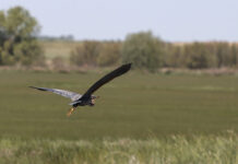 Entorno de la Laguna de la Nava. / ICAL