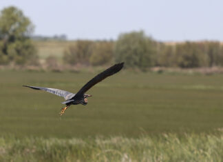 Luz verde a casi 600.000 euros para mejorar el entorno de la Laguna de la Nava Entorno de la Laguna de la Nava. / ICAL