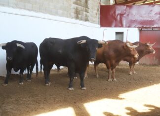 Toros Montalvo