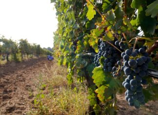 Itacyl y la DO Arlanza integran las fincas vitivinícolas palentinas en la aplicación Sativum