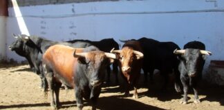 Toros de lidia