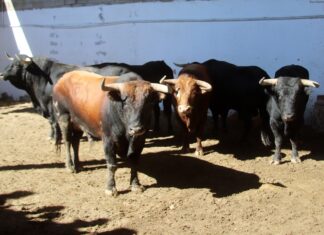 Toros de lidia