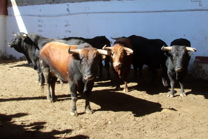 Toros de lidia