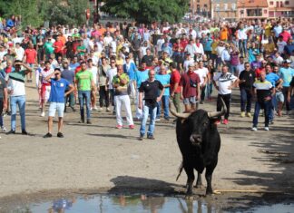 Herida una persona al romper las talanqueras y escaparse el Toro de la Vega de Tordesillas