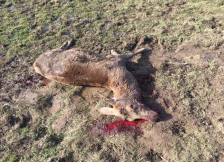 Ciervo cuernos serrados La Pernía