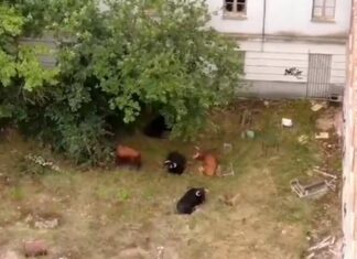 Los GEAS se unen a la búsqueda del último de los diez novillos que se escaparon del matadero de Laguna de Duero