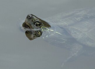 La tortuga, de “considerables dimensiones”, que se coló entre los cangrejos de un pescador de Palencia