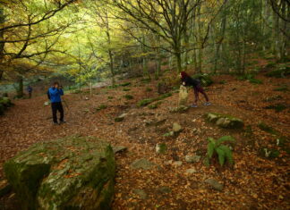 Dos personas caminan por un bosque.