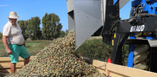 Cosecha de almendras en San Cebrián de Campos