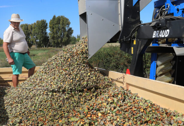 Cosecha de almendras en San Cebri&aacute;n de Campos
