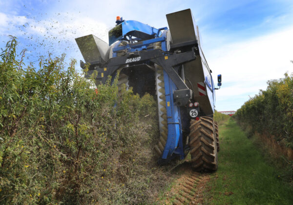 Cosecha de almendras en San Cebri&aacute;n de Campos