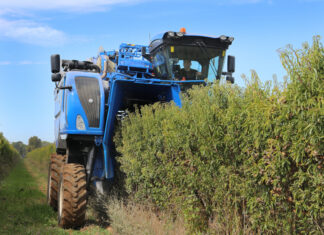 ASAJA denuncia el perjuicio del programa de forestación de tierras agrarias de Castilla y León Cosecha de almendras en San Cebrián de Campos