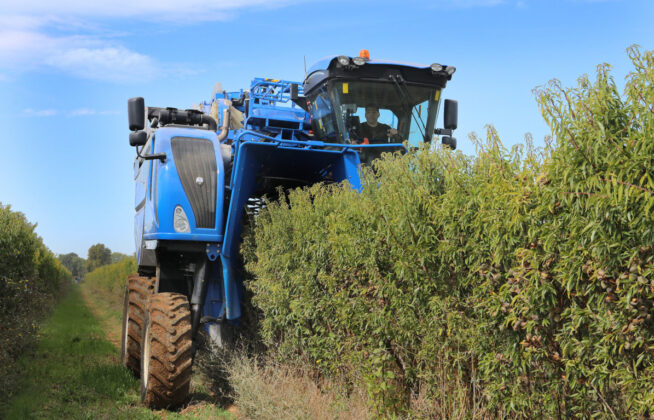 Cosecha de almendras en San Cebri&aacute;n de Campos