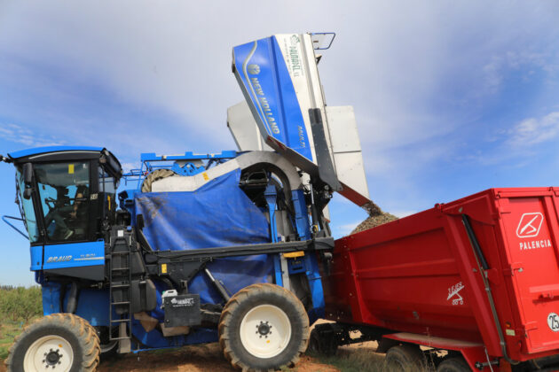 Cosecha de almendras en San Cebri&aacute;n de Campos