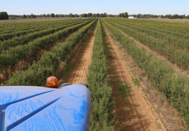 Cosecha de almendras en San Cebri&aacute;n de Campos