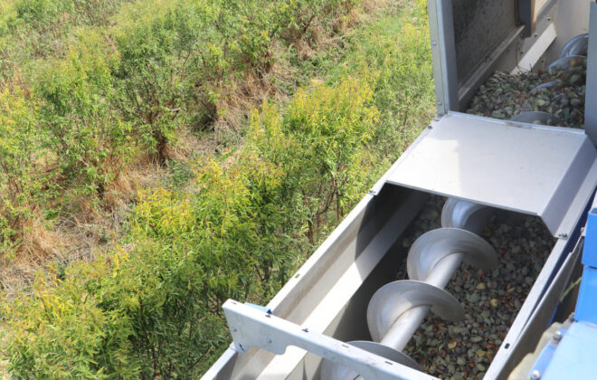 Cosecha de almendras en San Cebri&aacute;n de Campos