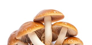 alimentos de palencia