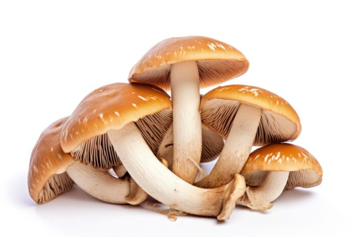 White background and fresh mushrooms isolated alimentos de palencia