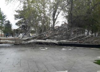 Caída de árbol en el Parque de los Jardinillos de Palencia por la climatología hace que se cierre el acceso del mismo