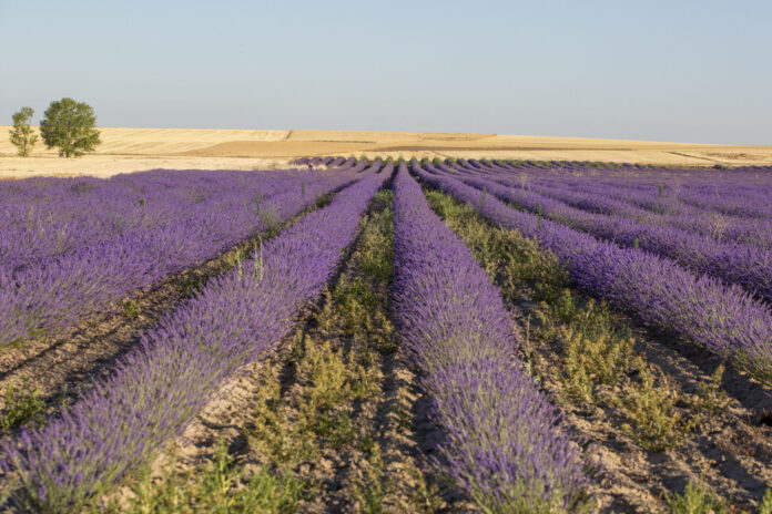 Campos de lavanda en San Esteban de Zapardiel, Ávila
