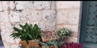 la flor de lis fotos