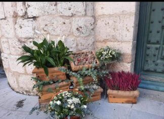 la flor de lis fotos