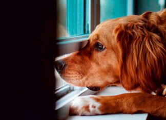 natxo nuñez educador canino - perros