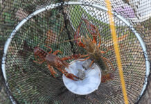 Las nuevas fechas para pescar truchas y cangrejos en Palencia en 2024