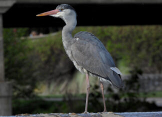 Éxito reproductivo de garzas en Castilla y León: censo anual revela datos prometedores Garzas