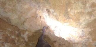 Murciélagos en cuevas de Castilla y León