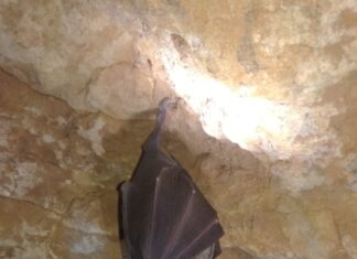 Los guardianes nocturnos de CyL, los murciélagos, una maravilla desconocida Murciélagos en cuevas de Castilla y León