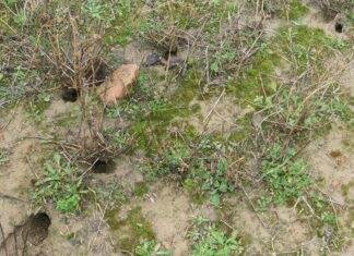 La Comisión de Roedores aconseja el laboreo del terreno para la destrucción de nidos del topillo Huras de topillo campesino en una tierra de cultivo