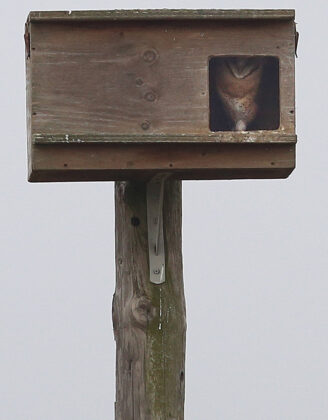 Nido con crias de cern&iacute;calo en la zona de Tierrra de Campos de Palencia donde se est&aacute; actuando contra el topillo campesino