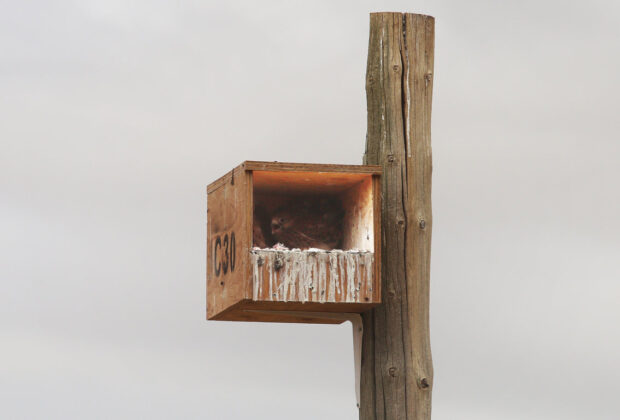 Nido con crias de cern&iacute;calo en la zona de Tierrra de Campos de Palencia donde se est&aacute; actuando contra el topillo campesino