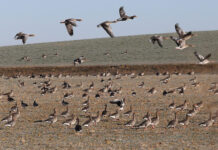 Unas 5.000 aves eligen las lagunas palentinas de Boada y Pedraza en su migración para pasar el invierno Laguna de la Nava