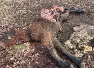 Alertan de los ataques de lobos en las inmediaciones de localidades de Aguilar de Campoo