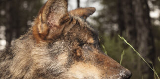 Proyecto Loba - Ana Frechilla - Foto cecida por la artista