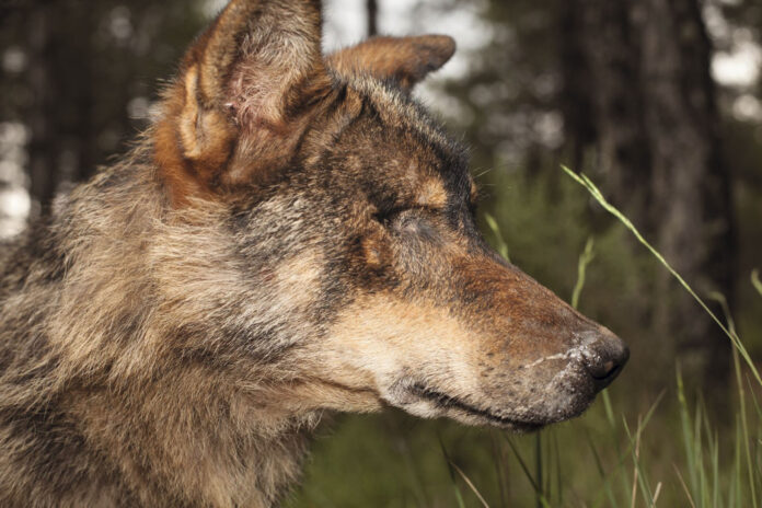 Proyecto-Loba---Ana-Frechilla---Foto-cecida-por-la-artista Proyecto Loba - Ana Frechilla - Foto cecida por la artista