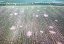 Daños del topillo en Boadilla de Rioseco
