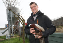 El faisán, un manjar de Palencia