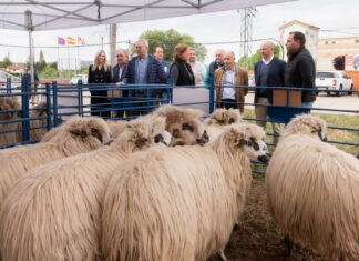La 38º edición de la Feria Churra profundizará en la innovación tecnológica en ganadería ovina feria churra 23