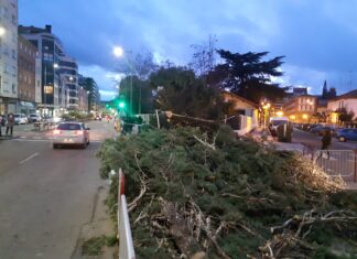 (Galería) Nelson tumba árboles sobre coches, vuelca contenedores y afecta a cubiertas en Palencia