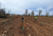 35 AFF PROYECTO DUEÑAS COMPENSACIÓN HUELLA DE CARBONO
