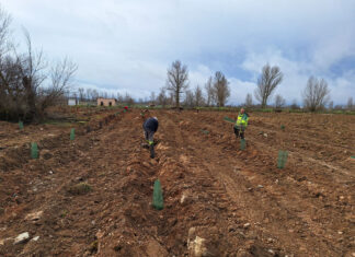 En qué consisten los sumideros de carbono como los que está poniendo en marcha Dueñas y ya funcionan en 16 pueblos 35 AFF PROYECTO DUEÑAS COMPENSACIÓN HUELLA DE CARBONO
